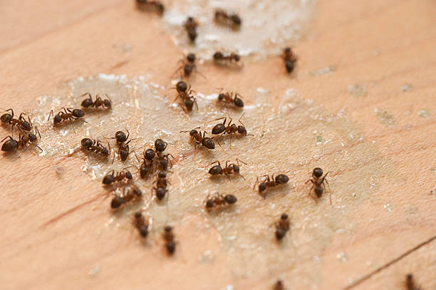 Best Pest Inspection Near Me  in Cementon, PA